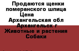  Продаются щенки померанского шпица › Цена ­ 20 000 - Архангельская обл., Архангельск г. Животные и растения » Собаки   